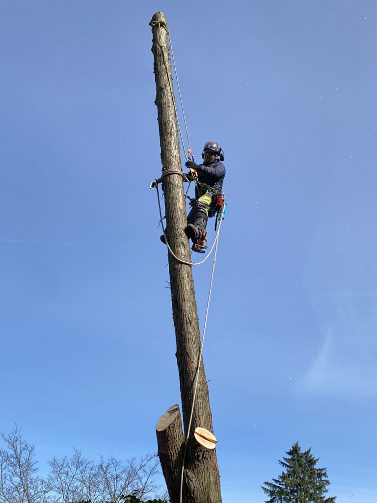 Tyler-Zuniga-looking-down-from-atop-a-tree