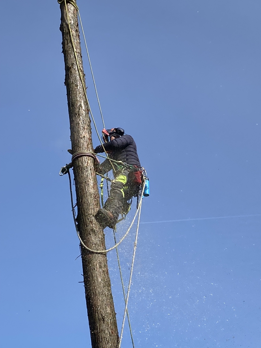 Tyler-Zuniga-cutting-a-tree