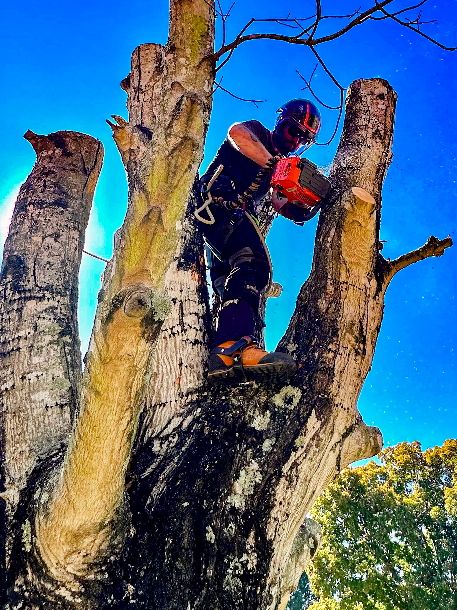 Lions, Tigers, and Branches: A Chat with Zoo Arborist Brandon Nance